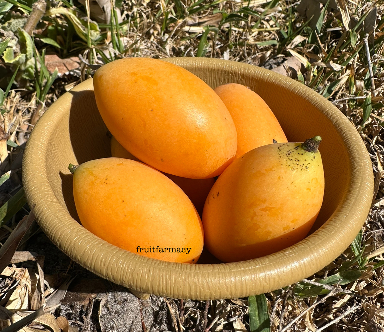 IMG 2212