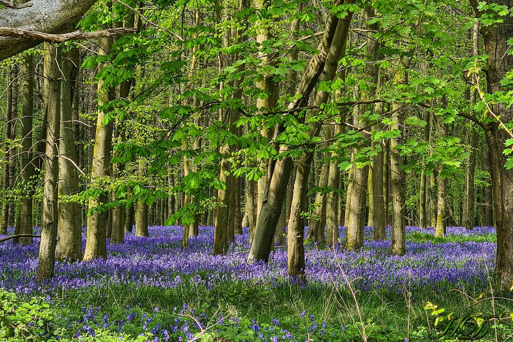 bluebell-woods-April-HD.jpg
