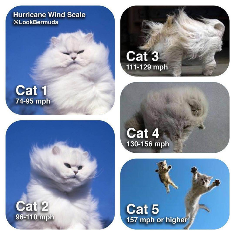 cat-hurricane-scale.jpg