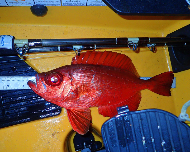 11+ Nebraska Fish Forum