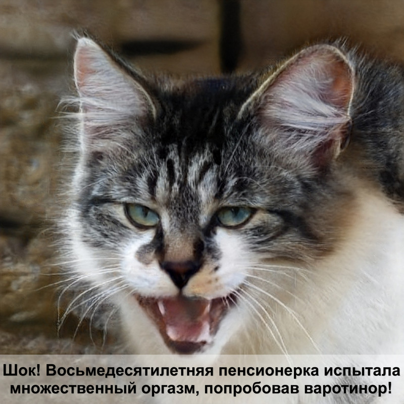 бенгальская кошка светлого окраса