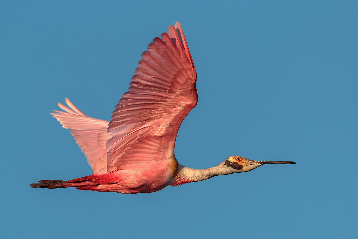 pinkflamingoflight.jpg