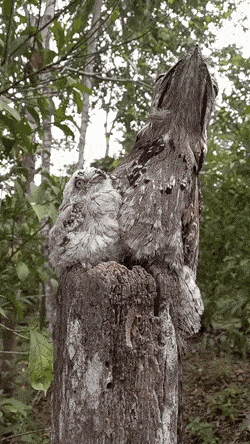 GIFs-18