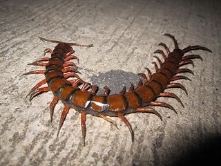 413px-Scolopendra-gigantea