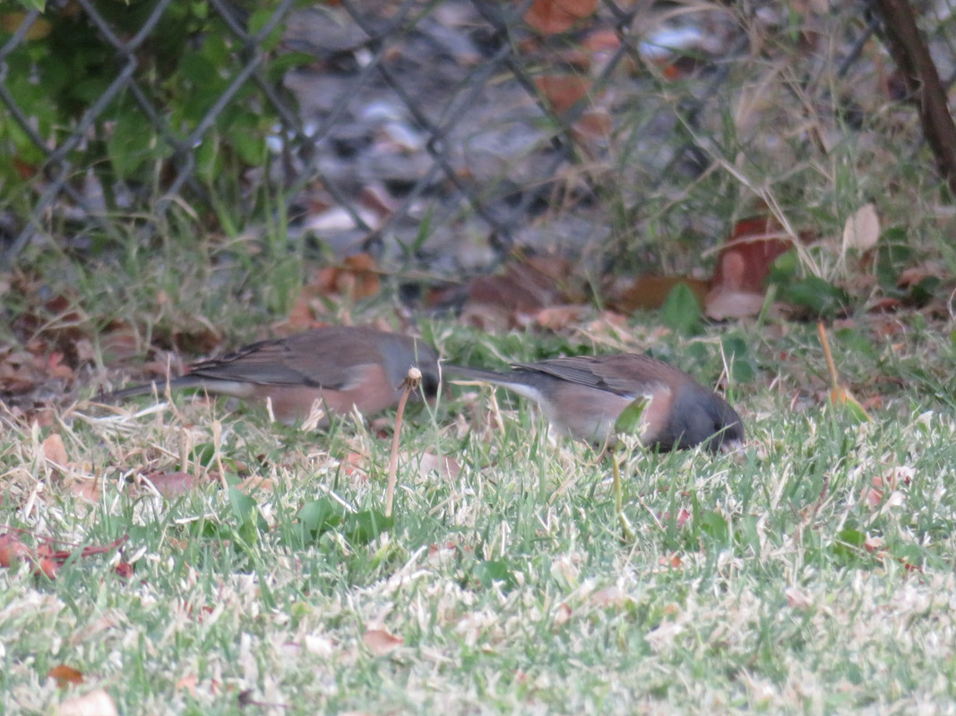 20201022090254 IMG 1338 — Postimages