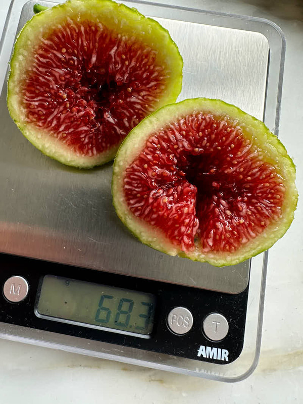 figs-878.jpg
