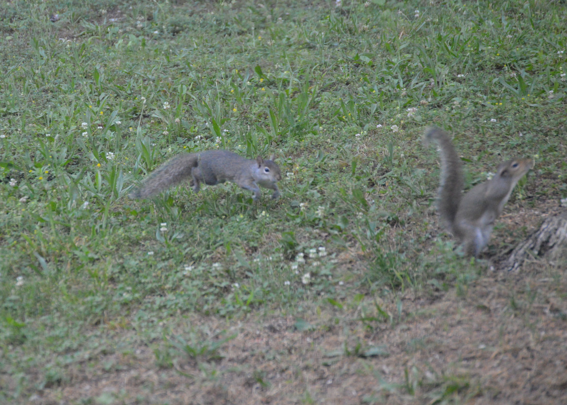 2021-6-17 Squirrels (10)