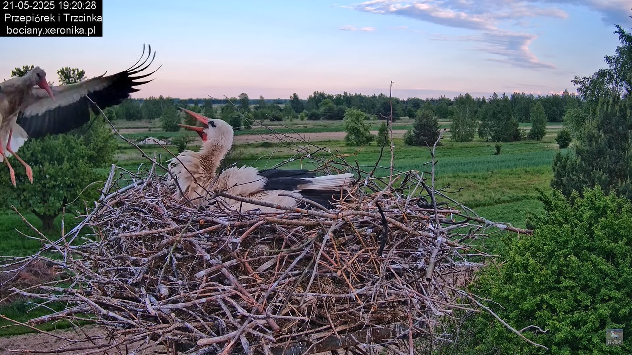 21052025bociany31