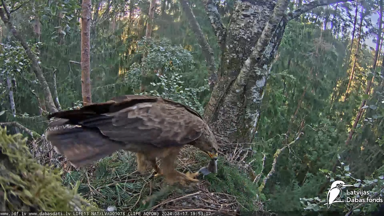 Mazais ērglis (Clanga pomarina), ligzda bērzā - LDF tiešraide 15-45-17 screenshot