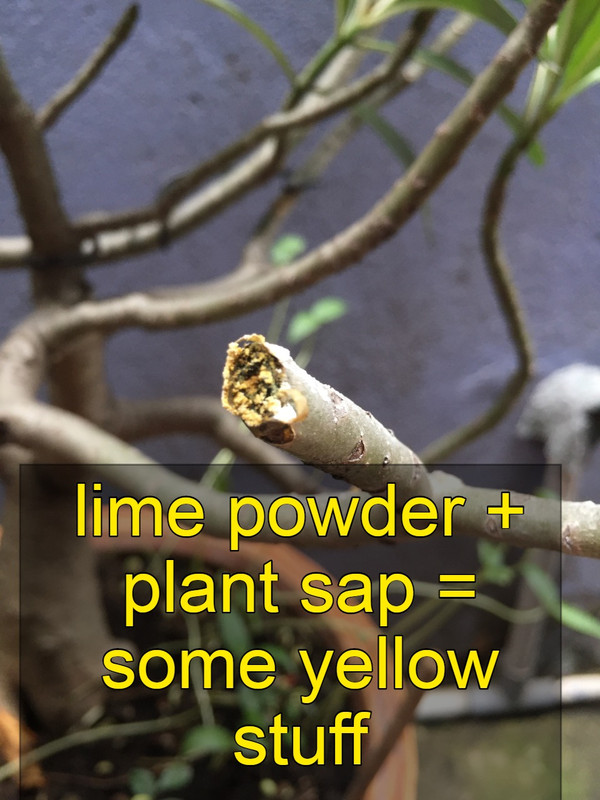 lime-poweder-adenium-sap.jpg