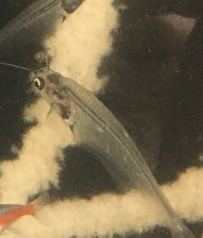 AE15743C-46A9-4626-B509-3F00114BF60A