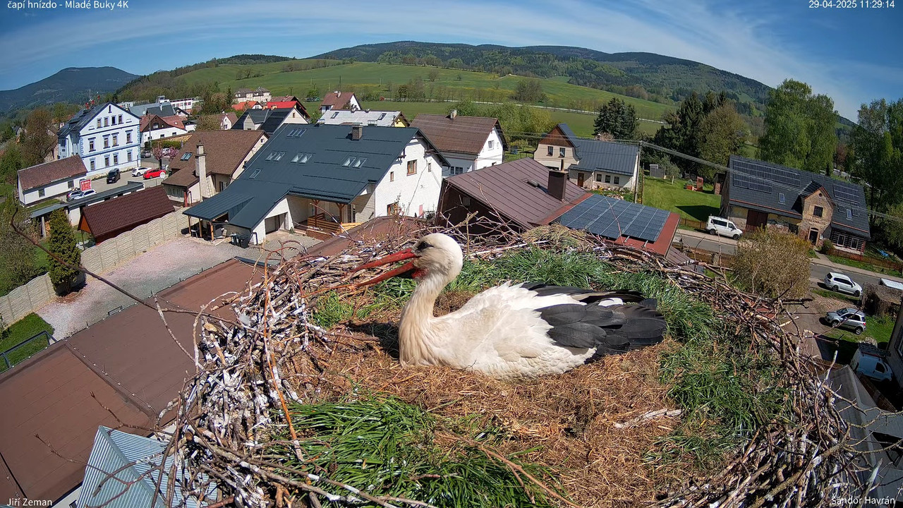 Tiešraides kamera — Mladé Buky — stārķa ligzda 4K 13-36-49 screenshot (1)