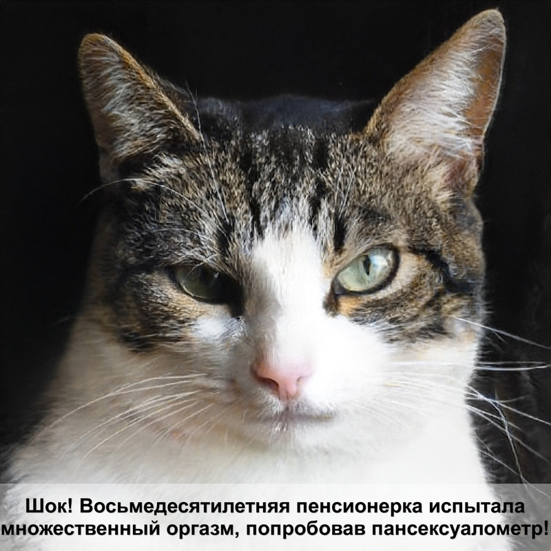 бурманская кошка окрасы