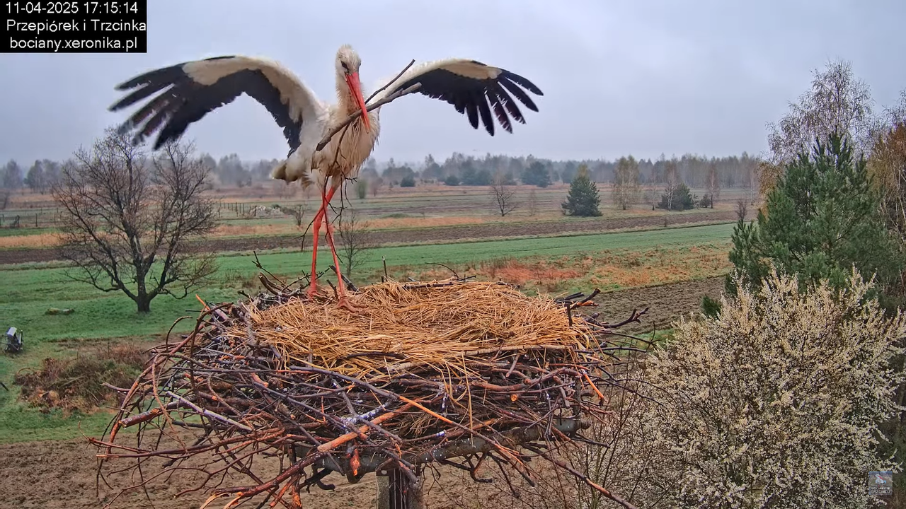 11042025bociany8