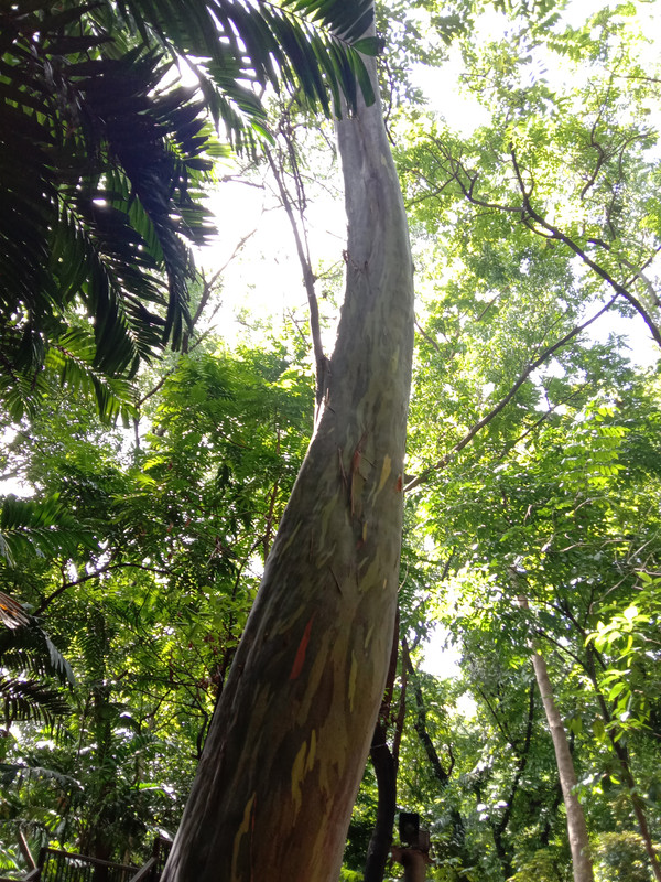 Arroceros Forest Park Manila Bagras20260715 141043