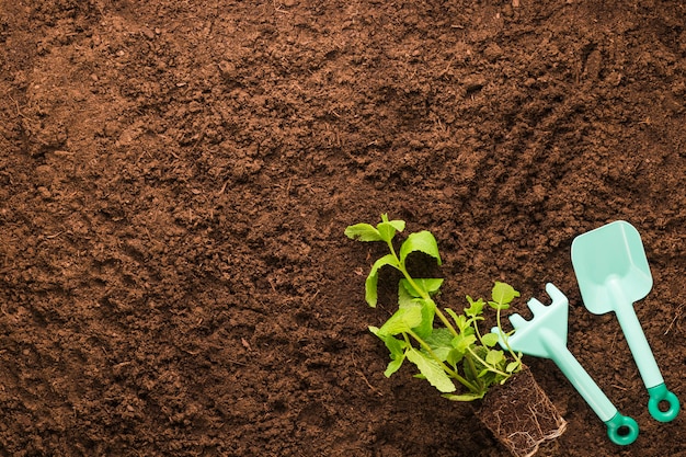 Best Natural Soil Matters