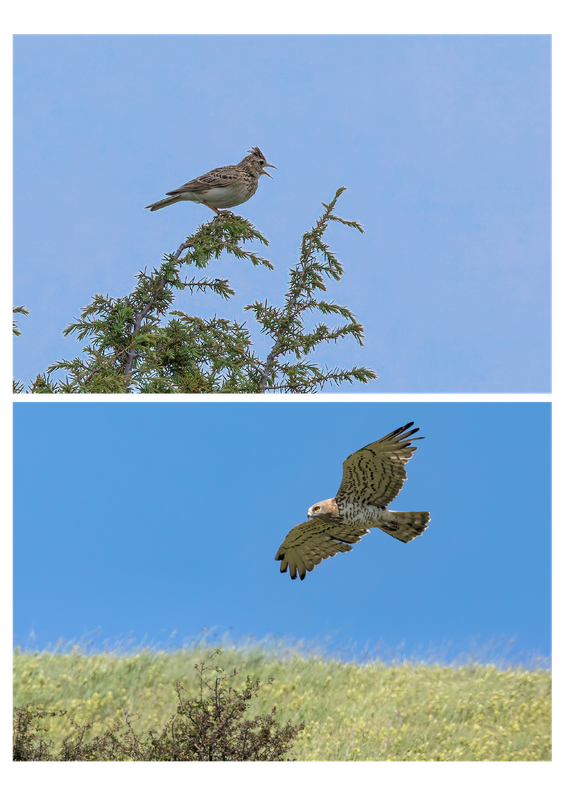 Pagine 2 da alto Mugello (2)