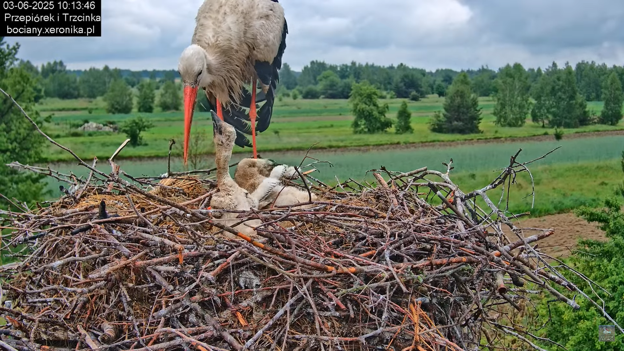 03062025bociany14