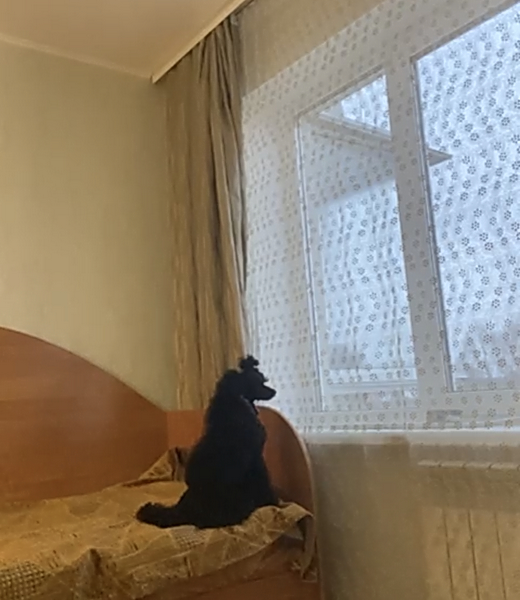 https://i.postimg.cc/GtXSQrYW/IMG-7049.png