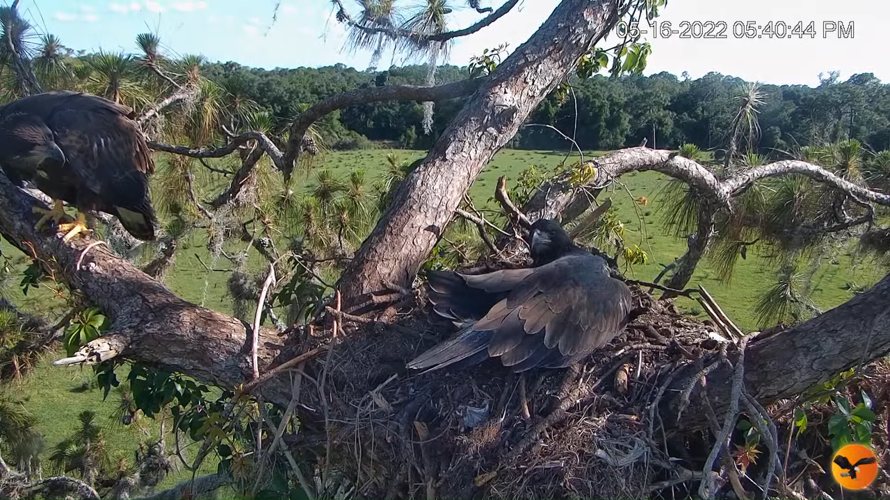 EC Nest Cam 2-52-47 screenshot (1)