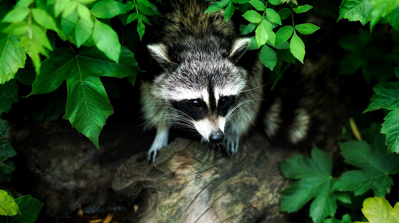 raccoon-1885137-1280.jpg