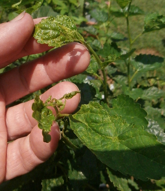 mulb-leaf