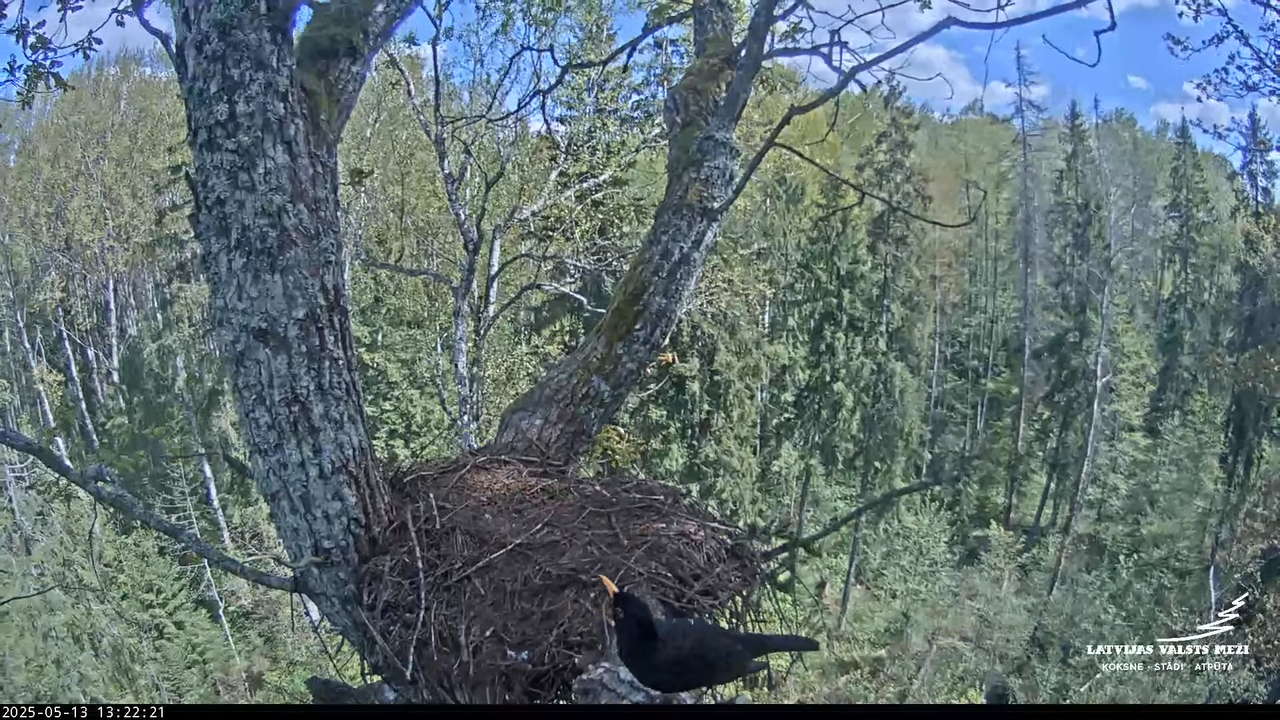 LVM mazais ērglis Lisiņa, ozols2 – Lesser Spotted Eagle 11-19-46 screenshot