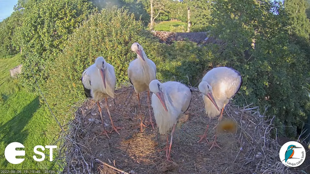 Baltie stārķi (Ciconia ciconia) Tukuma novadā - LDF tiešraide __ White storks in Tukums, Latvia 15-9