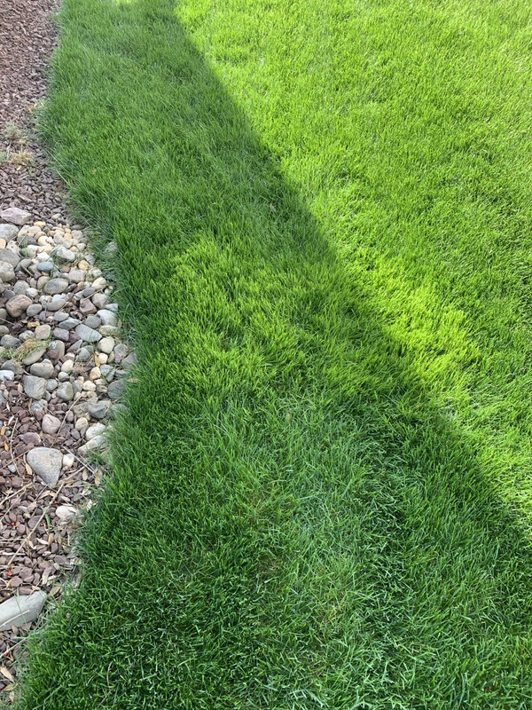 Light green patches Lawn Care Forum