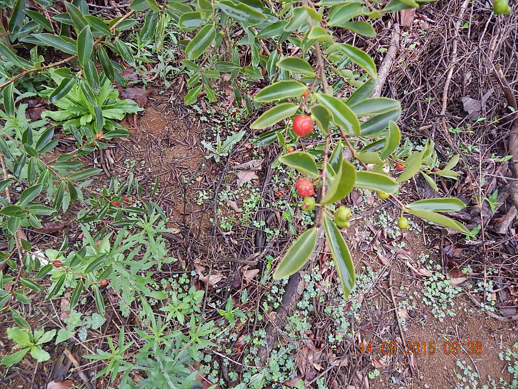 Eugenia Speciosa
