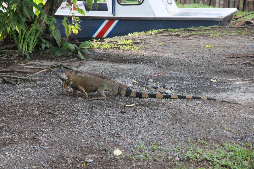 DIA 2: LLEGADA A TORTUGUERO - DE TORTUGAS Y PEREZOSOS. COSTA RICA 2019 (39)