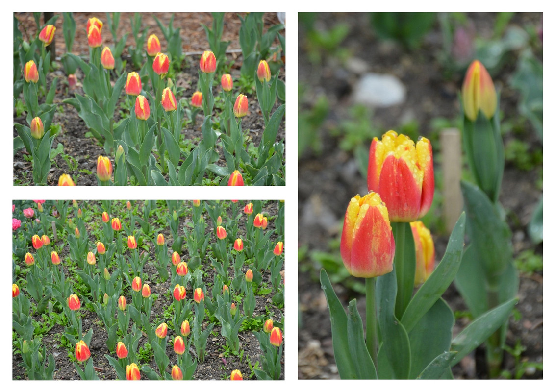 Новый коллаж.jpg 25