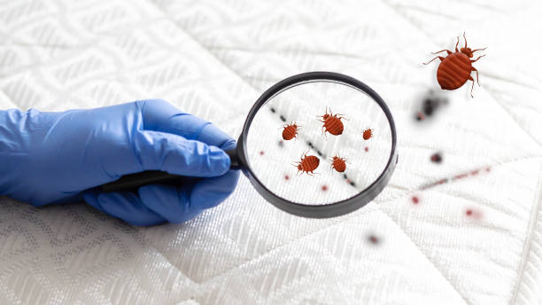 Bed-Bug-Treatment-4.jpg