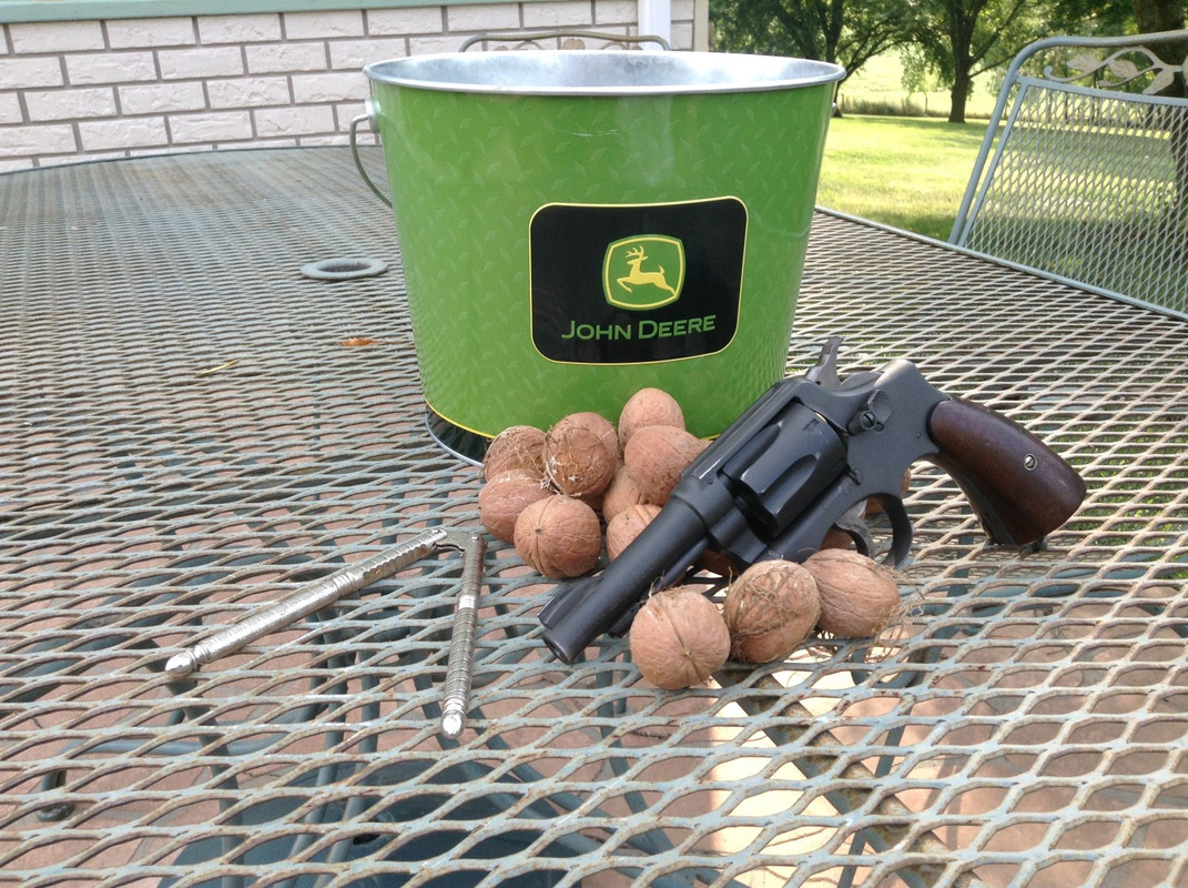 English Walnut hunt (5)