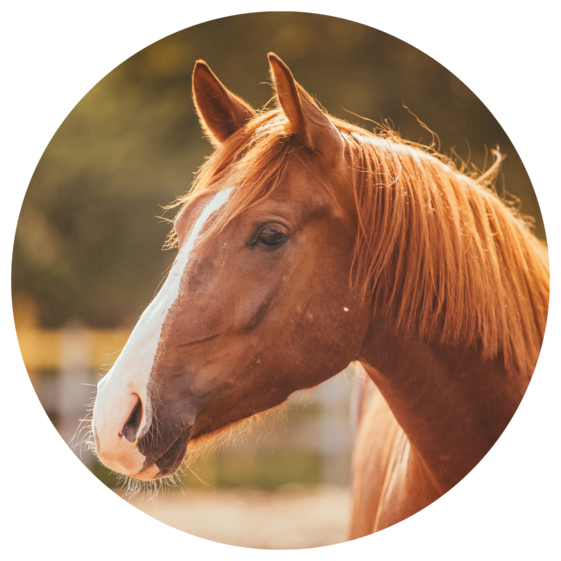 paard
