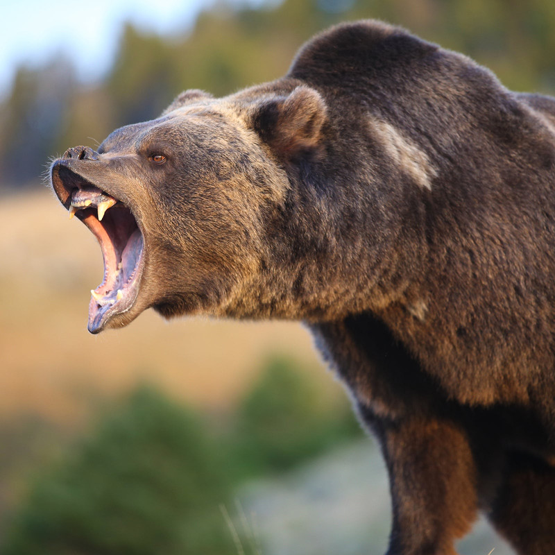 menacing-bear-snarling_s