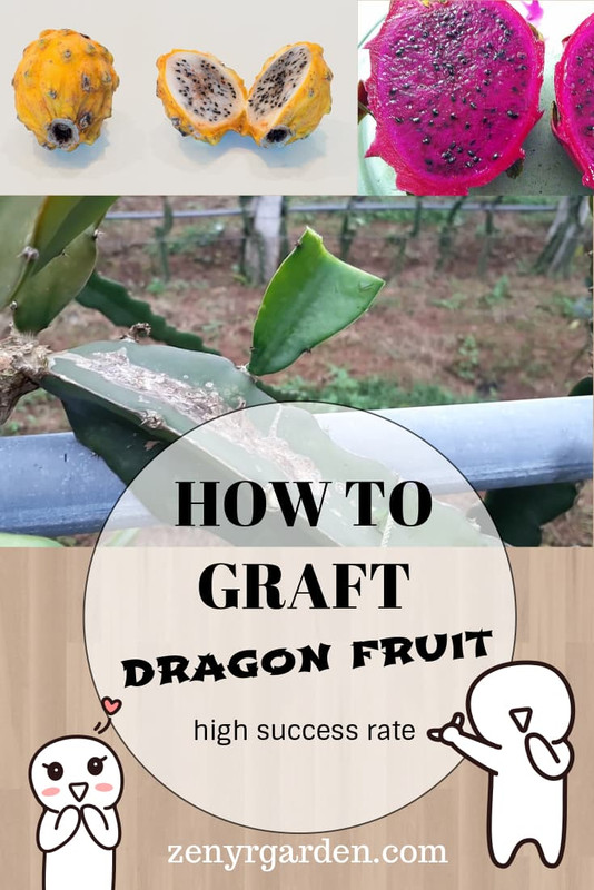 how-to-graft-dragon-fruit.jpg