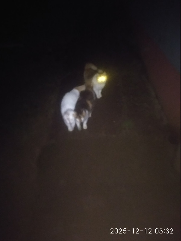 IMG 20251212 033241 HHT