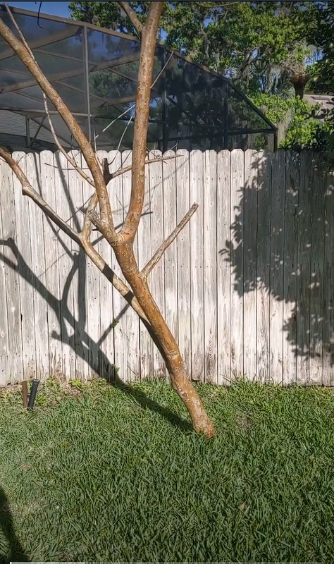 tree