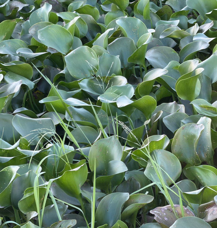 [Image: water-Hyacinth16.png]