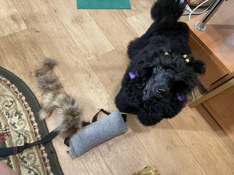 https://i.postimg.cc/GtfQq286/IMG-9889.jpg