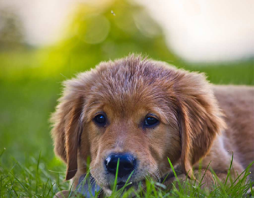 pet-friendly-artificial-grass-in-Livermore