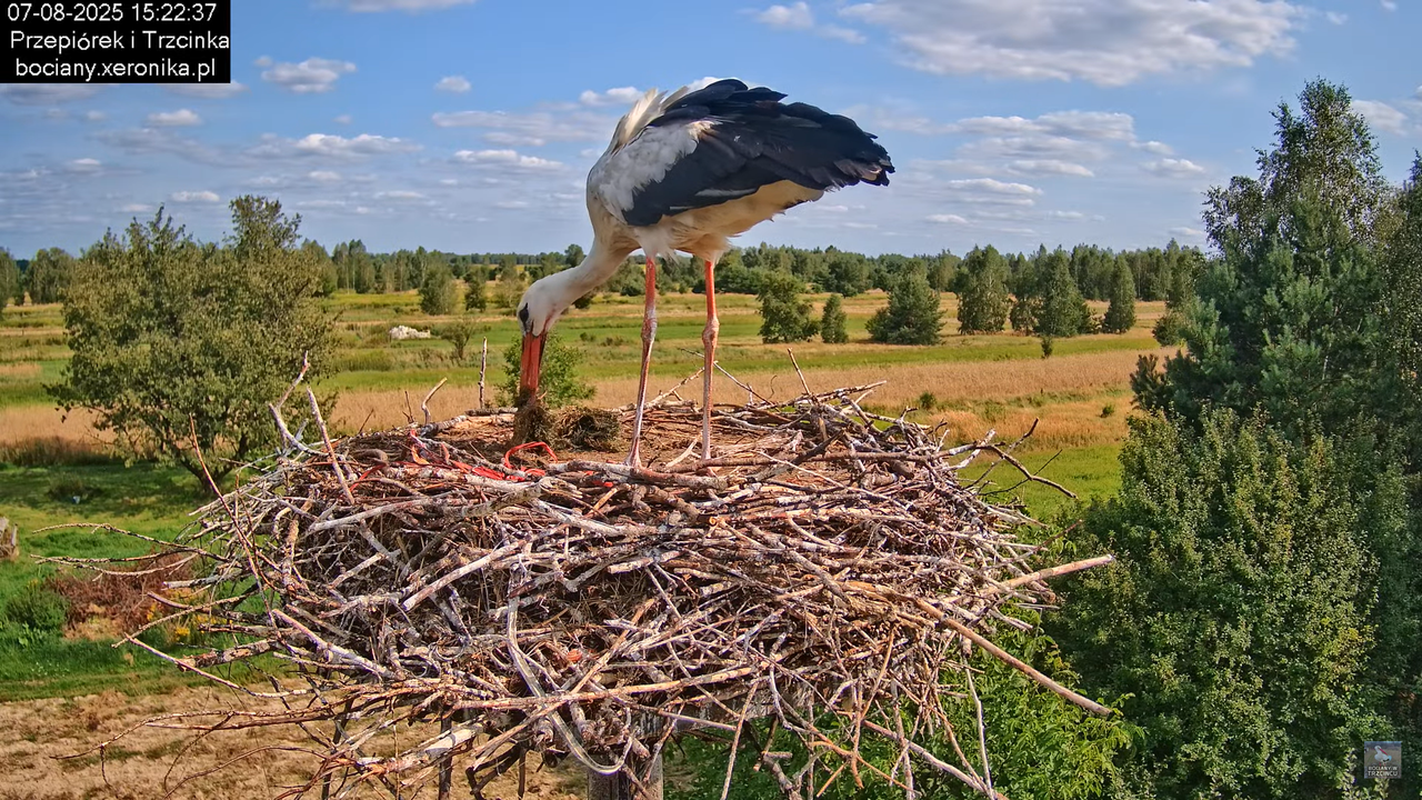 07082025bociany21
