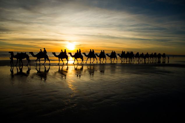 Ilustrasi unta di Cable Beach