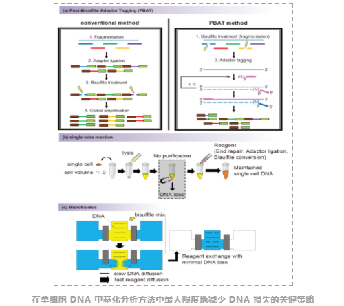单细胞DNA甲基化研究基础篇:从实验策略到数据分析方法简介-3.png