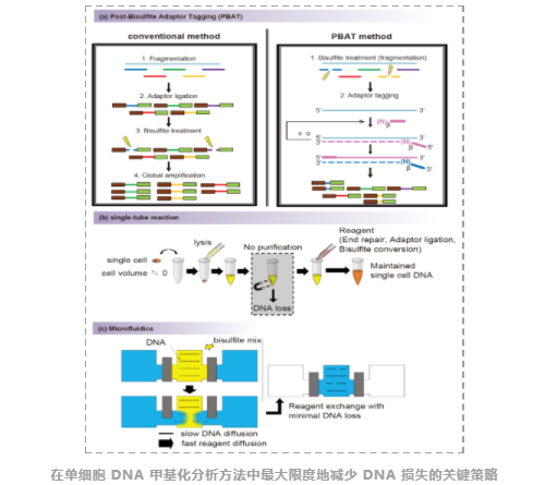 单细胞DNA甲基化研究基础篇：从实验策略到数据分析方法简介-3.png