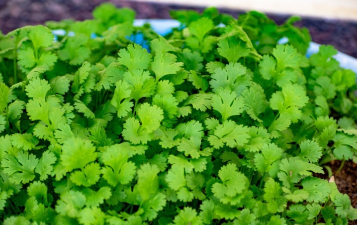 ¿Por qué se debe desinfectar el cilantro? Guía para hacerlo correctamente