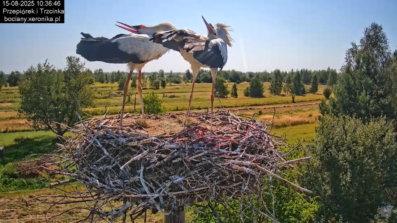 15082025bociany19