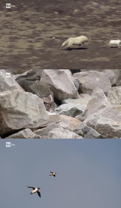 Superquark Natura (10.07.2019) .mkv WEBRip x264 AAC - ITA