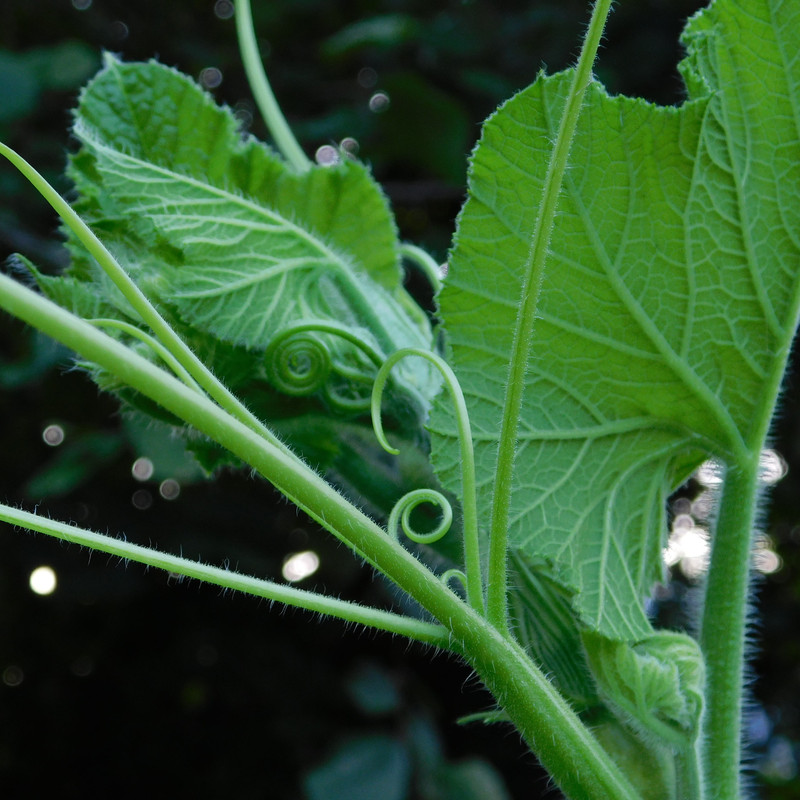 Дачно-барбейское июль, Харлинское 2-я серия 018